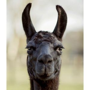 Meet your Posher, Kara